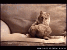 You Talkin To Me Sup GIF - You Talkin To Me Sup Cat GIFs