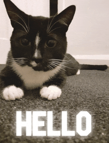 Kitten Cat GIF - Kitten Cat Hello GIFs