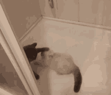 Shower Cat Fight GIF - Shower Cat Fight GIFs