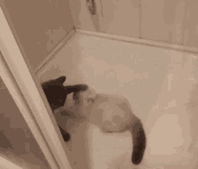 Showercat.co