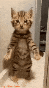 a kitten standing on its hind legs with the name roy milton baker written below it