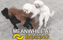 Banano Poodles GIF - Banano Poodles Humping GIFs