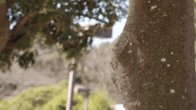 a close up of a tree with a blurry background