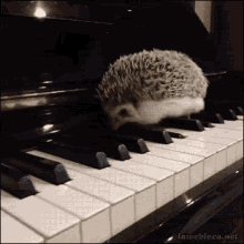 Animals Playing Piano GIFs | Tenor
