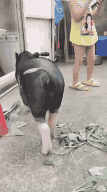 Tail Wagging Pig GIF
