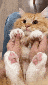 a cat with pink paws is being held in someone 's hands