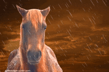 Tomascore Horse GIF - Tomascore Horse Shit Brown Sky GIFs