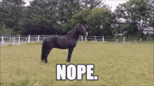 Nope Horse GIF - Nope Horse Spook GIFs