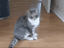 Gato Cat GIF - Gato Cat Kitty GIFs