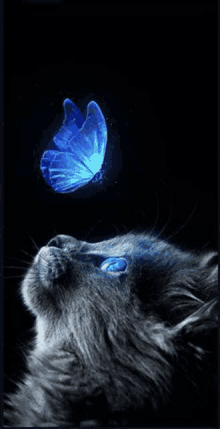 Cat Universum GIF - Cat Universum GIFs