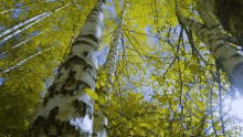 Aspen Aspen Trees GIF - Aspen Aspen Trees GIFs