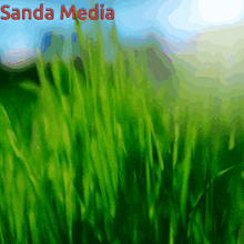 a picture of a field of grass with sanda media written in red letters