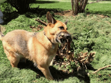 Pulling Weeds GIF - Pulling Weeds Dog Animal GIFs