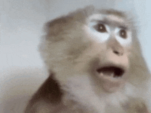 a close up of a monkey with its mouth open