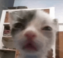 Cat Awoken GIF - Cat Awoken Omg GIFs