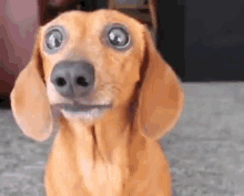 Sad Doggo Cute GIF - Sad Doggo Cute Wide Eyed GIFs
