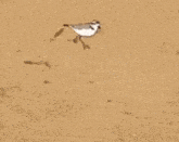 Plover Bird GIF - Plover Lover Bird GIFs