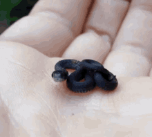 Small Snake - Small GIF - Snake Tiny Animal GIFs