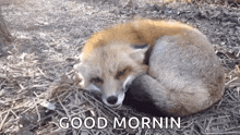 Cute Fox GIF - Cute Fox Happy GIFs