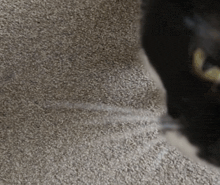 a close up of a carpet with a black cat behind it