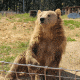 Bear Catching GIF - Bear Catching Bread GIFs