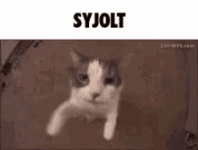 Syjolt Cat GIF - Syjolt Cat Brickbattlers GIFs