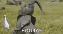 Elephant Hooray GIF - Elephant Hooray Happy GIFs