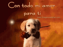 Vondad Con Todo Mi Amor GIF - Vondad Con Todo Mi Amor Dog GIFs
