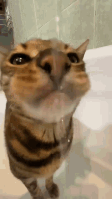 Good Soup Cat GIF - Good Soup Cat Cat Drink GIFs