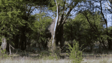 Elephant Destroy Tree GIF