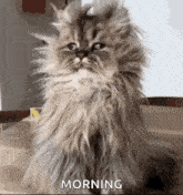 Wake Up Morning GIF