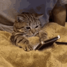 Tired Cat GIF - Tired Cat Texting GIFs