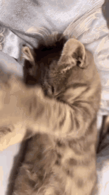 Cat Bop GIF - Cat Bop GIFs