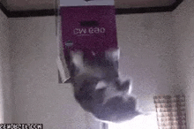 a cat is hanging upside down from a box .