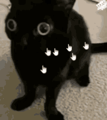 Cool Cat Haha Funny Cat GIF - Cool Cat Haha Funny Cat Smiley Face GIFs