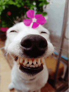 a close up of a dog 's face with a pink flower on its head