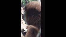 Monkey Spinning GIF - Monkey Spinning Disappearing GIFs