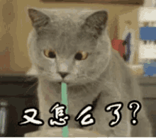 又怎么了 GIF - Cat Sip Straw GIFs