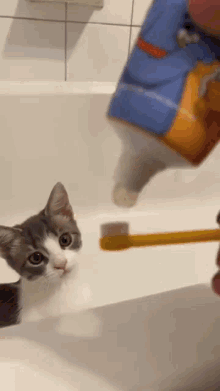 Cat Brush GIF - Cat Brush Cat Brushing Teeth GIFs