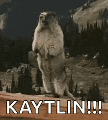 a groundhog standing on its hind legs with the words kaytlin written on the bottom .