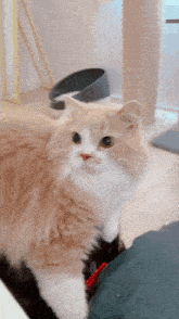 a fluffy orange and white cat sitting on a table