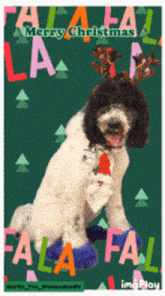 Merry Christmas Merry Christmas Funny GIF - Merry Christmas Merry Christmas Funny Merry Christmas Dog GIFs