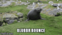 elephant seal blubbr bounce bounce bouncing seal