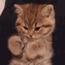 Catch These Hands Fighting GIF - Catch These Hands Fighting Paws GIFs