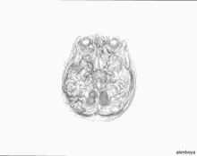 a black and white drawing of a human brain on a white background