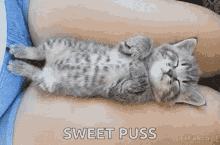 Sleep Cute Cat GIF - Sleep Cute Cat Kitty GIFs