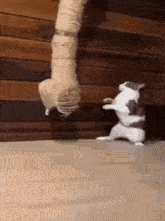 a cat is standing on its hind legs in front of a wooden pole .