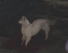 a white dog is standing on its hind legs in a dark area