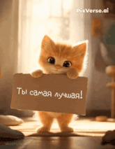 a kitten holding a sign that says pixverse.ai