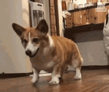 Dancing Dog Excited GIF - Dancing Dog Excited Whats That GIFs